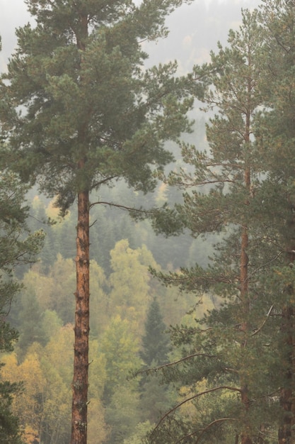 Herfst en mist in de bergen verticale foto fotobehang met uitzicht op de bergen ruimte voor tekst