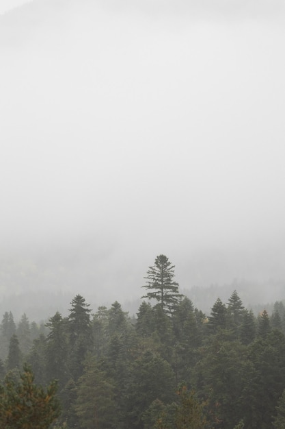 Herfst en mist in de bergen verticale foto fotobehang met uitzicht op de bergen ruimte voor tekst