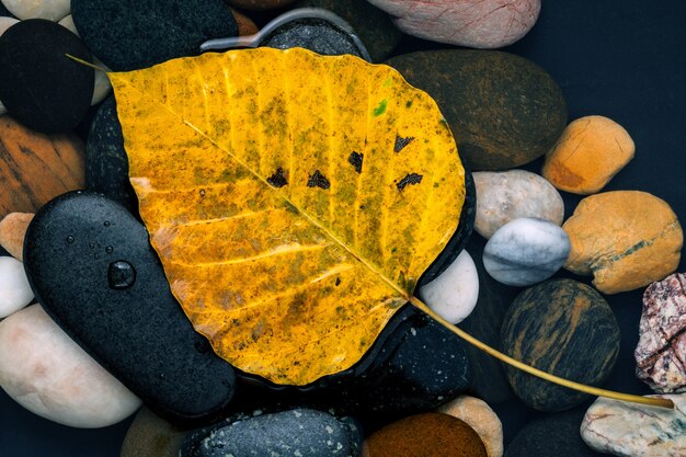 Herfst en zen-achtige concepten oranje laten vallen op riviersteen.