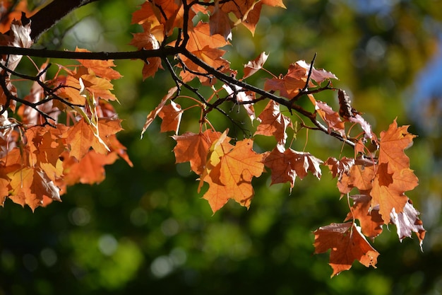 Herfst esdoorn bladeren aan bomen