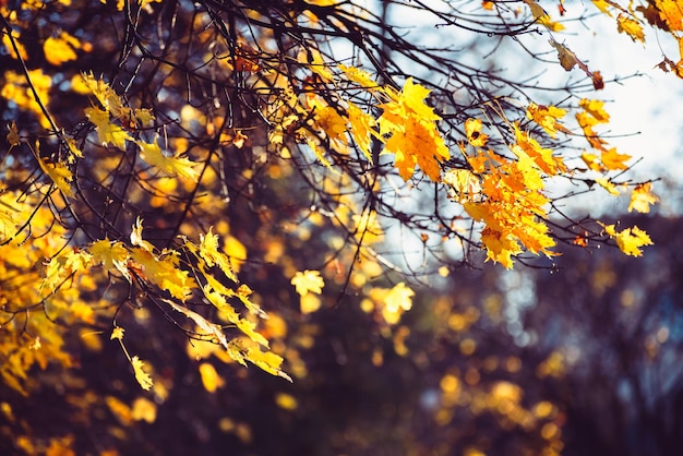 Herfst esdoorn bladeren aan de boom