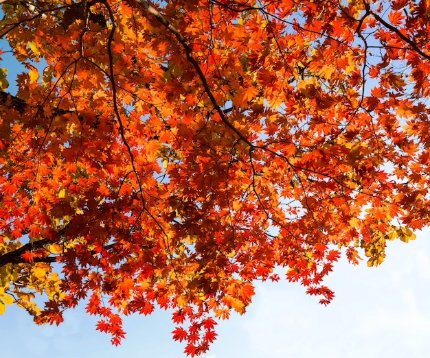 Herfst esdoorn bladeren achtergrond. takken van een herfst rode esdoorn. bladeren op een esdoorntak die in de herfst rood en oranje worden.