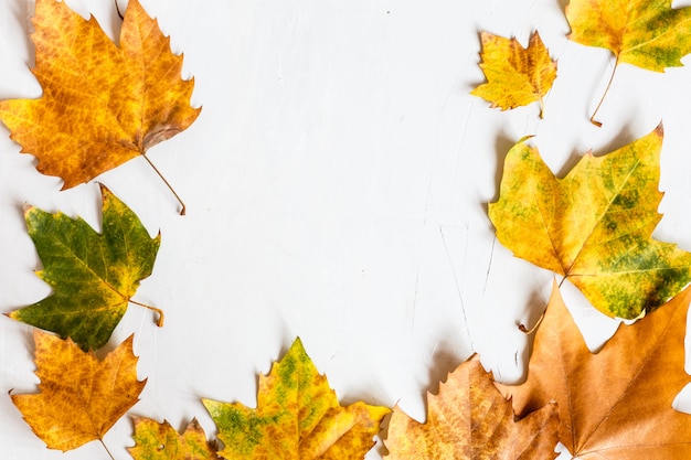 Foto herfst esdoorn bladeren geïsoleerd op een grijze.