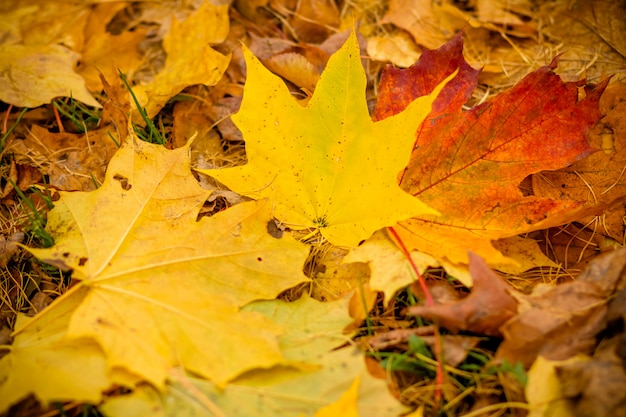 herfst esdoorn bladeren in een park.