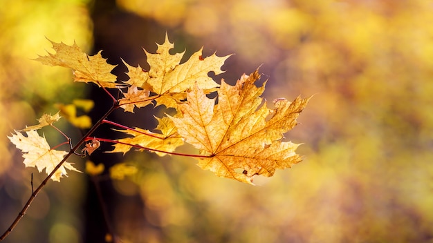 Herfst esdoorn bladeren in het bos op een onscherpe achtergrond