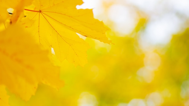 Herfst esdoorn bladeren. Kleurrijke herfst esdoorn bladeren op een boomtak. Mooie esdoorn bladeren in zonnige herfstdag. Detailopname