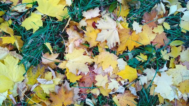 herfst esdoorn bladeren liggen op het gras