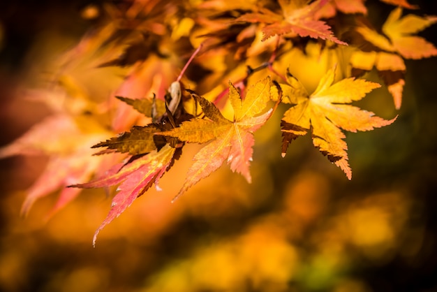 Herfst esdoorn bladeren