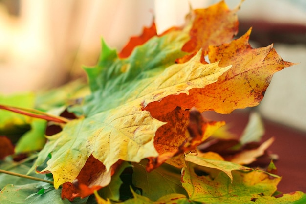 Herfst esdoorn bladeren