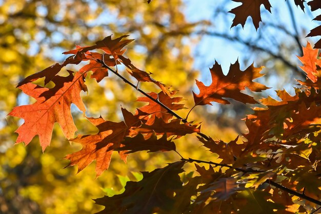 Herfst esdoorn bladeren