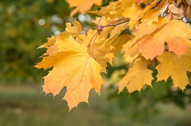 Herfst esdoorn bladeren