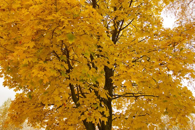 Herfst esdoorn boom met gele bladeren op hemelachtergrond