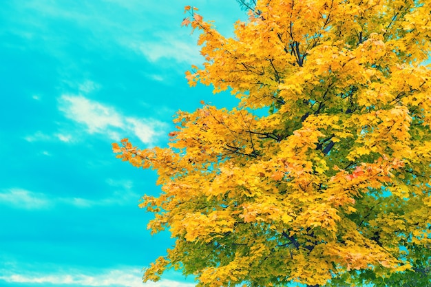 Herfst esdoorn boom over blauwe hemel. Herfst achtergrond. Vintage stijl getinte foto
