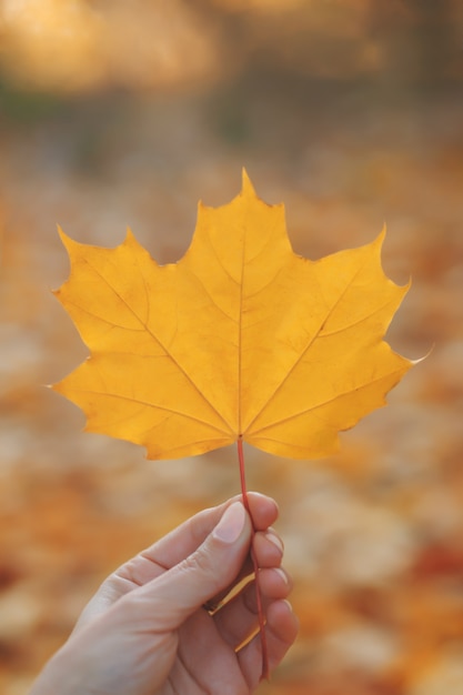 Herfst esdoornblad bij de hand