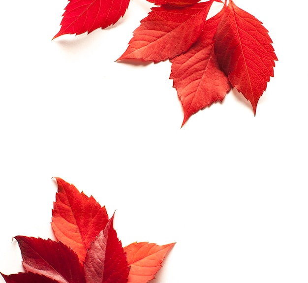 Herfst esdoornblad geïsoleerd op witte achtergrond