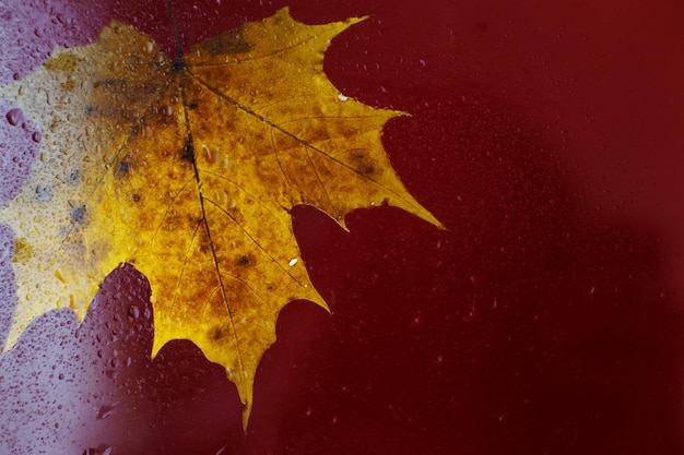 Herfst esdoornblad op een glazen oppervlak met water regendruppels op een rode achtergrond