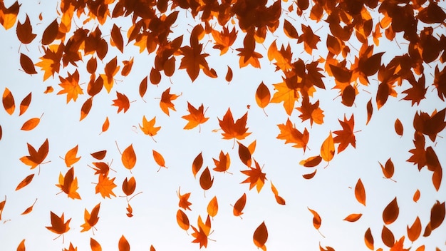 Foto herfst esdoornbladeren op de achtergrond