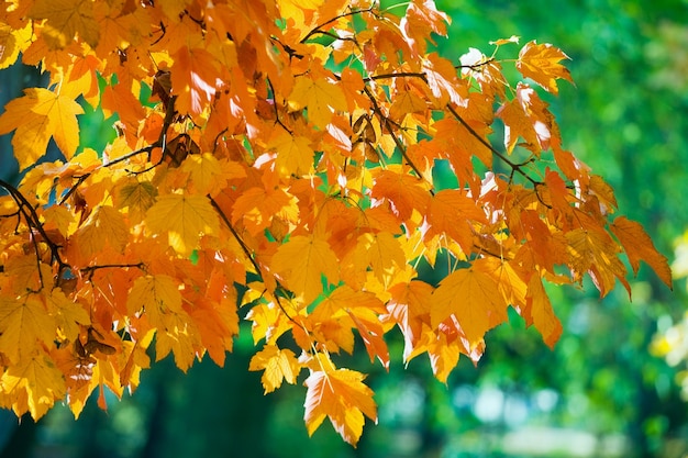 Herfst esdoorns, close-up in herfst stadspark