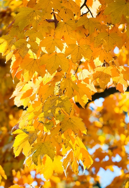 Herfst esdoorns in herfst stadspark