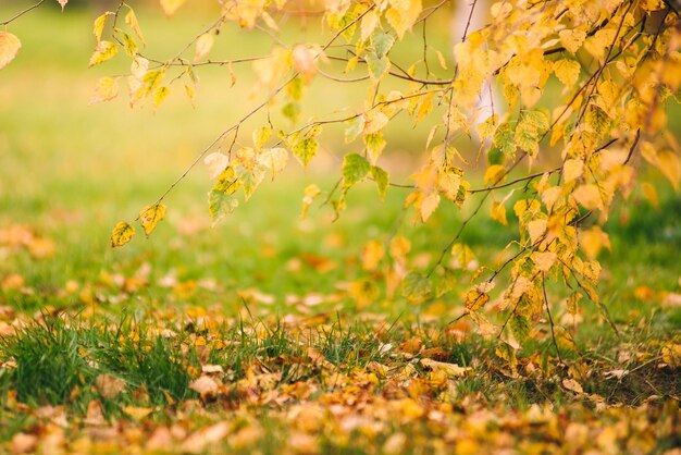 Herfst fotografie landschap