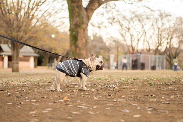 Herfst Franse bulldog