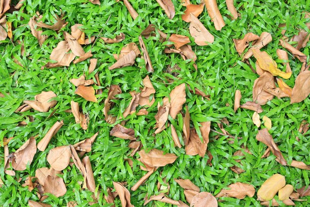 Herfst gedroogde bladeren vallen op groen grasveld. Boven weergave.