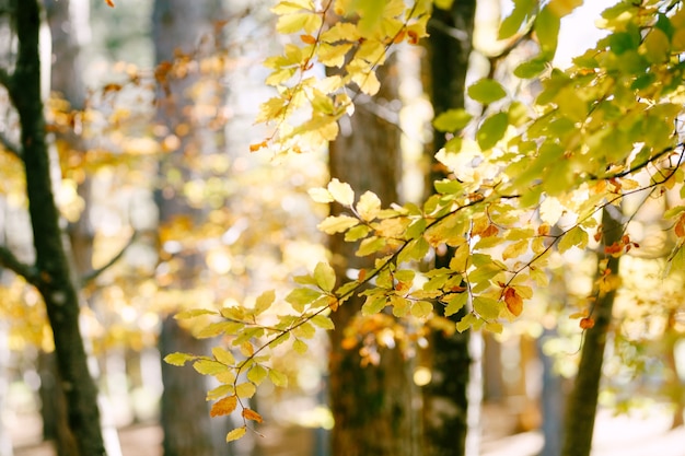 Herfst geel blad aan de bomen in de herfst in het bos