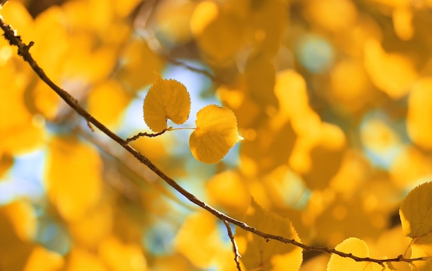 herfst geel blad achtergrondverlichting