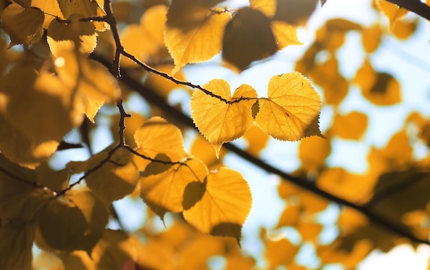 herfst geel blad achtergrondverlichting