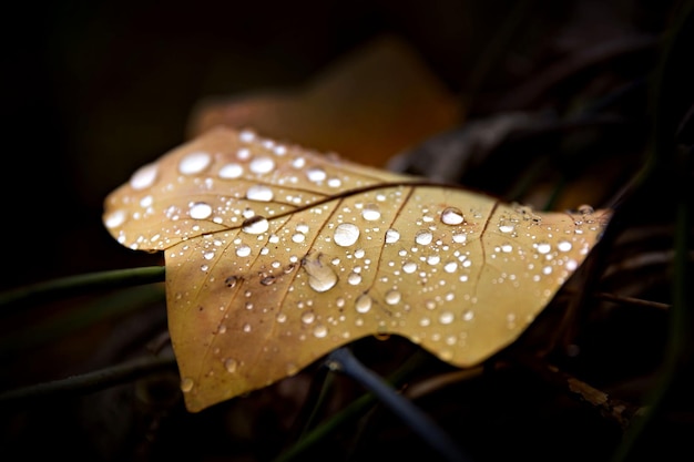 Herfst geel blad met druppels water