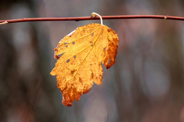 Herfst geel blad op een tak met een vage donkere achtergrond