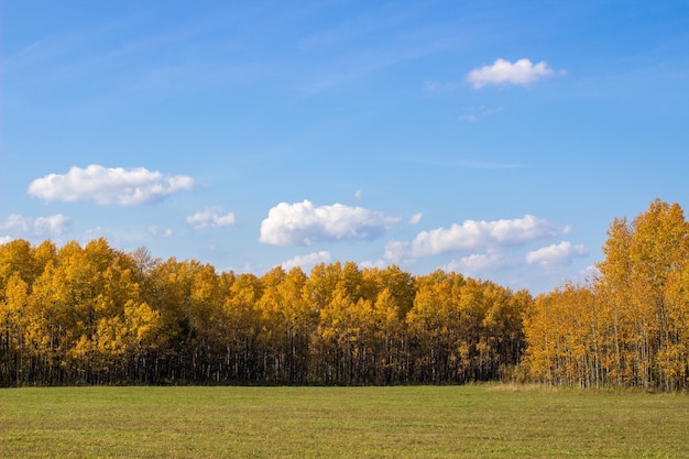 Herfst geel bos en veld. Blauwe hemel met wolken boven het bos. De schoonheid van de natuur in de herfst.