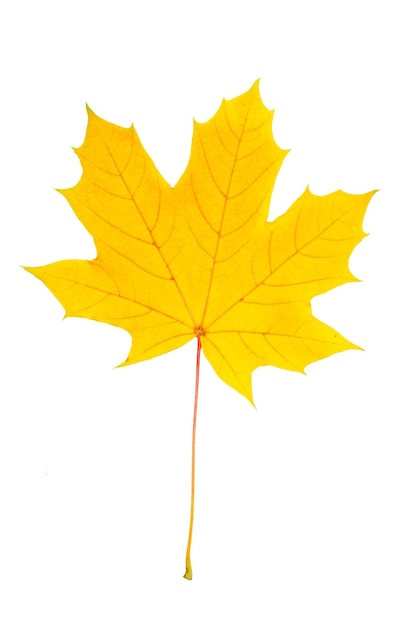 Herfst geel rood esdoornblad geïsoleerd op een witte achtergrond