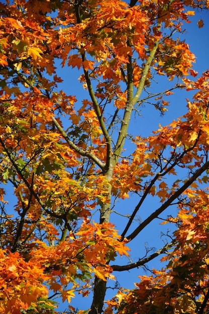 Herfst geel rood esdoornbos met blauwe lucht in Fulda Hessen Duitsland