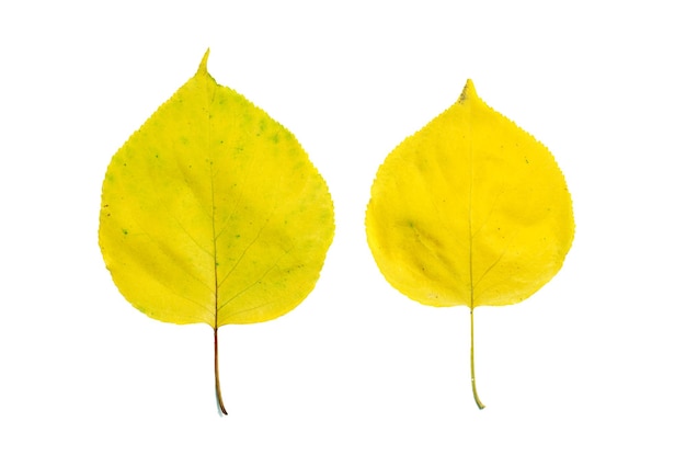 Herfst geel twee linde bladeren geïsoleerd op een witte achtergrond