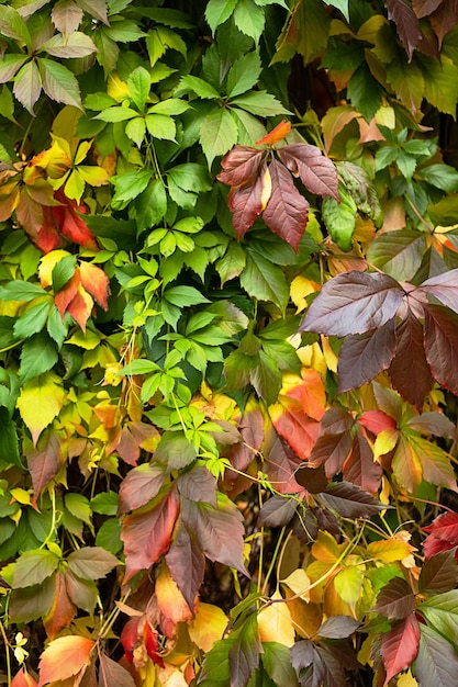 Herfst gekleurde bladeren achtergrond Herfst collectie