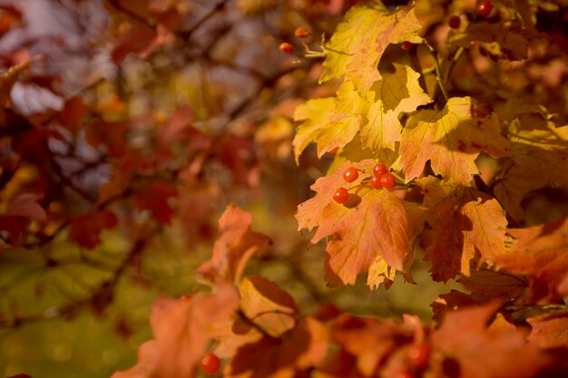 Herfst gele achtergrond met esdoorn bladeren