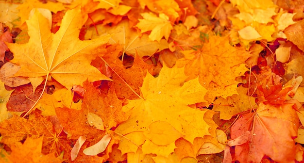 Herfst gele bladeren achtergrond