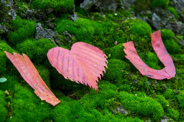 Herfst gele bladeren groen mos de woorden ik hou van jou