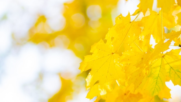 Herfst gele bladeren. Herfst kleurrijke achtergrond, val achtergrond. Gouden herfstconcept