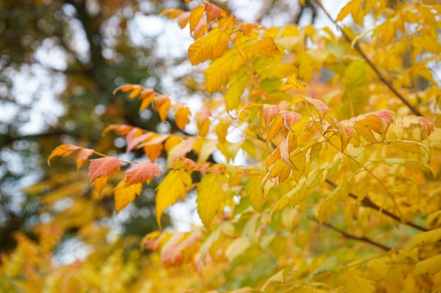 Herfst gele bladeren op de bomen close-up