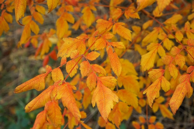 Herfst gele bladeren op de bomen close-up