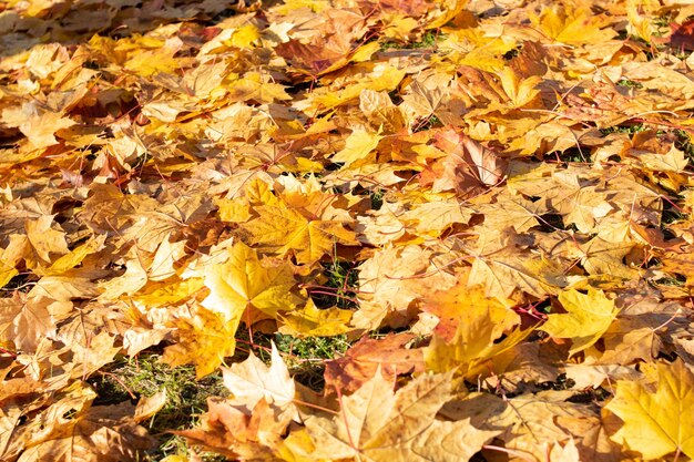 Herfst gele bladeren op de grond close-up