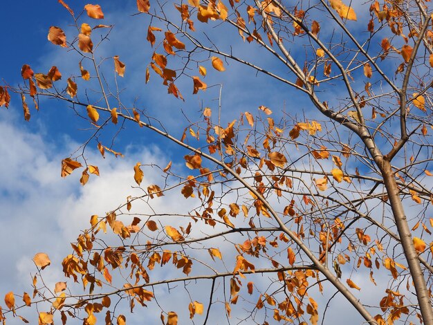 herfst gele bladeren op een blauwe hemelachtergrond