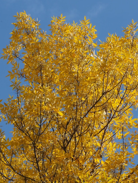 herfst gele bladeren op een blauwe hemelachtergrond