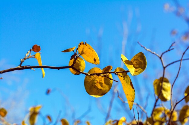 Herfst gele bladeren tegen de blauwe lucht