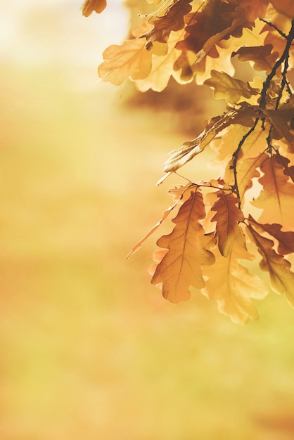 Herfst gele eikenbladeren achtergrond. plant en plantkunde aard textuur