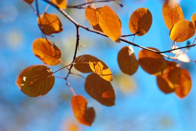 Herfst gele en oranje bladeren op boomtak