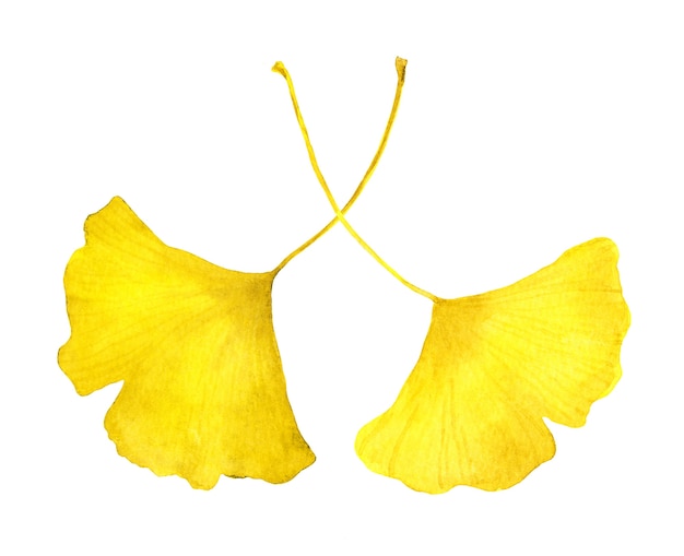 Herfst gele ginkgo bladeren. Aquarel seizoensgebonden illustratie