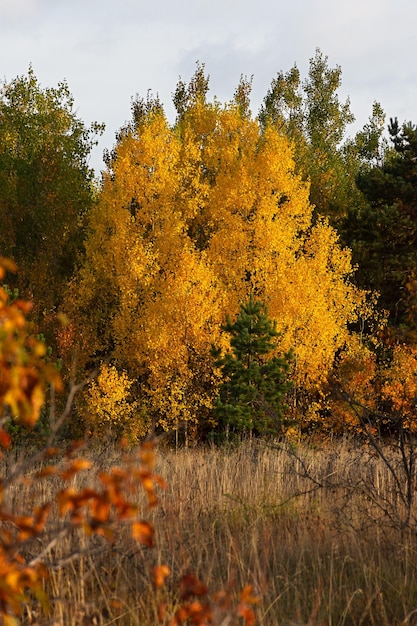 Herfst gemengd verticaal bos